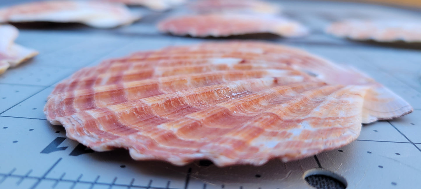 Flat Scallop Shells 4.5-5 inches