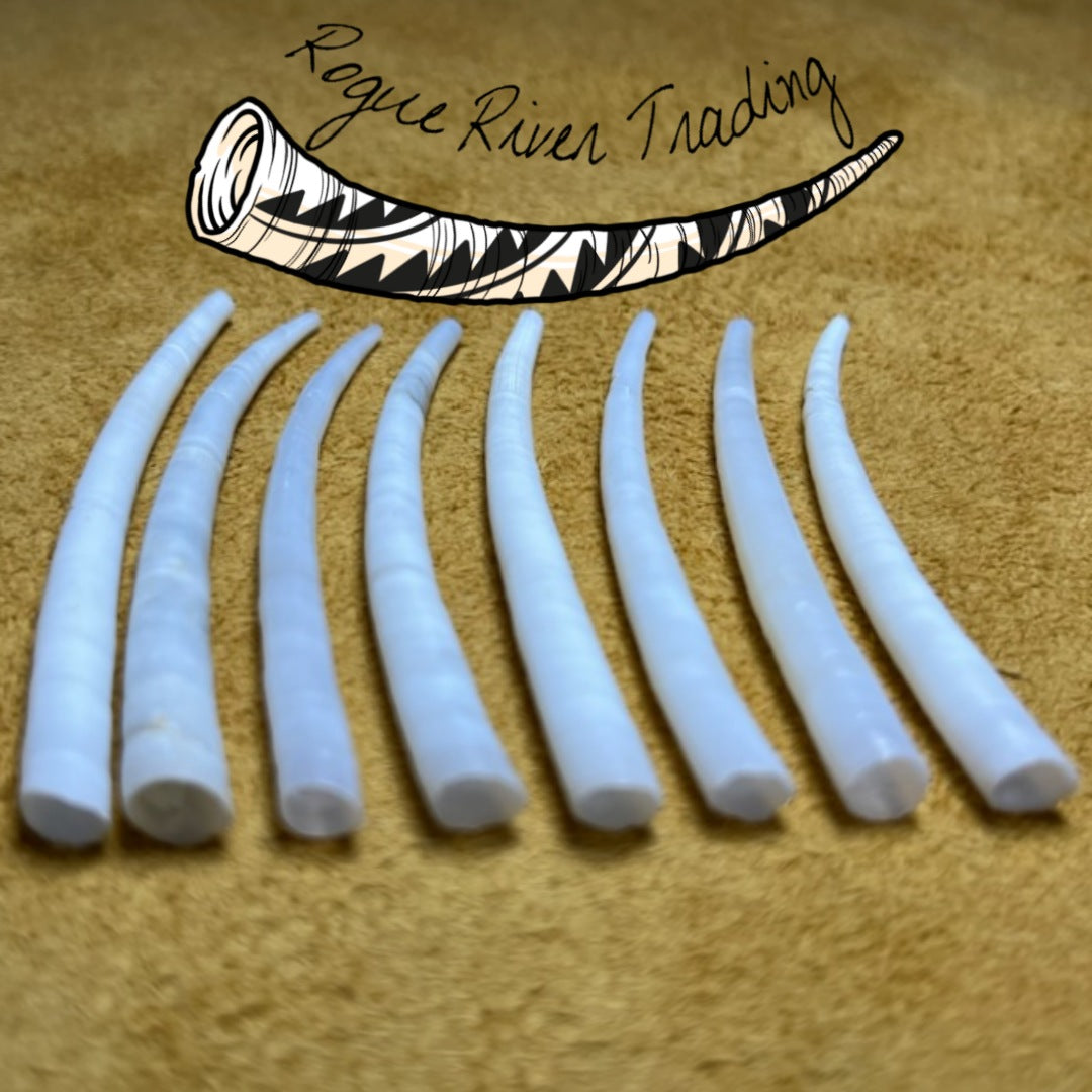 XX Large Dentalium Pairs: 2.2-2.8"