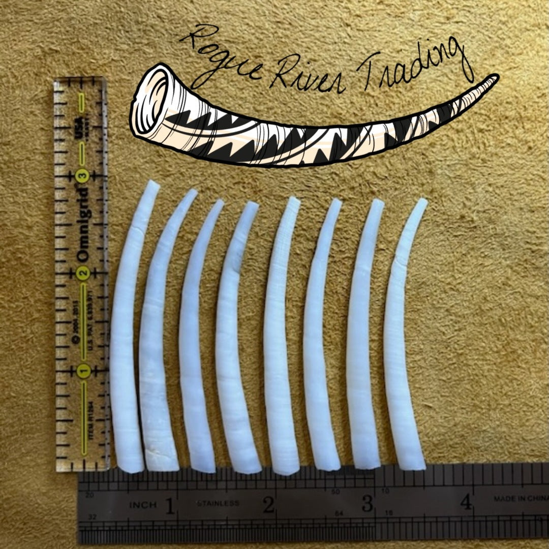 XX Large Dentalium Pairs: 2.2-2.8"