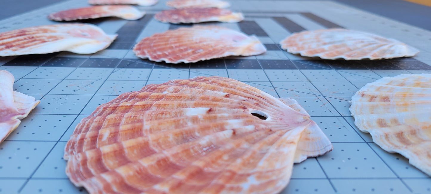 Flat Scallop Shells 4.5-5 inches