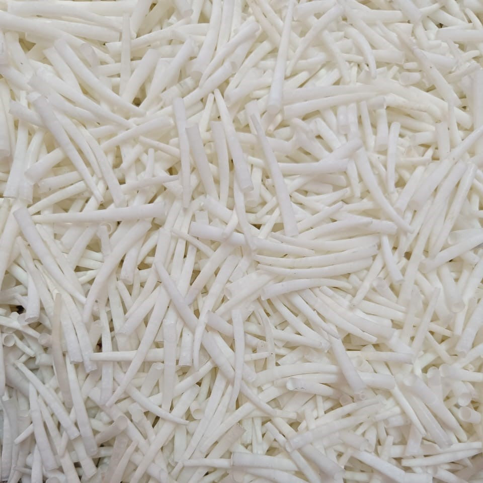 1.5"-2" 1lb (1/2 kg) Dentalium, approx. 500 shells